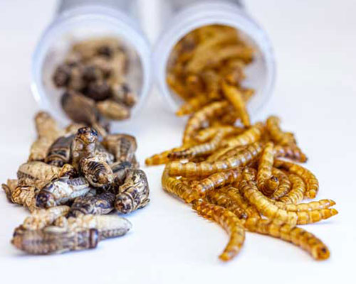 entomology freeze drying insects