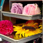 freeze drying flowers, flower preservation